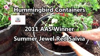 Creating a Hummingbird  & Pollinator Container for Your Garden:  2011 AAS Winner Summer Jewel Red