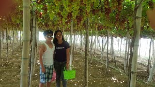 Grapes Picking at Bauang La Union ang saya by Jolyn Derije 609 views 1 year ago 9 minutes, 31 seconds