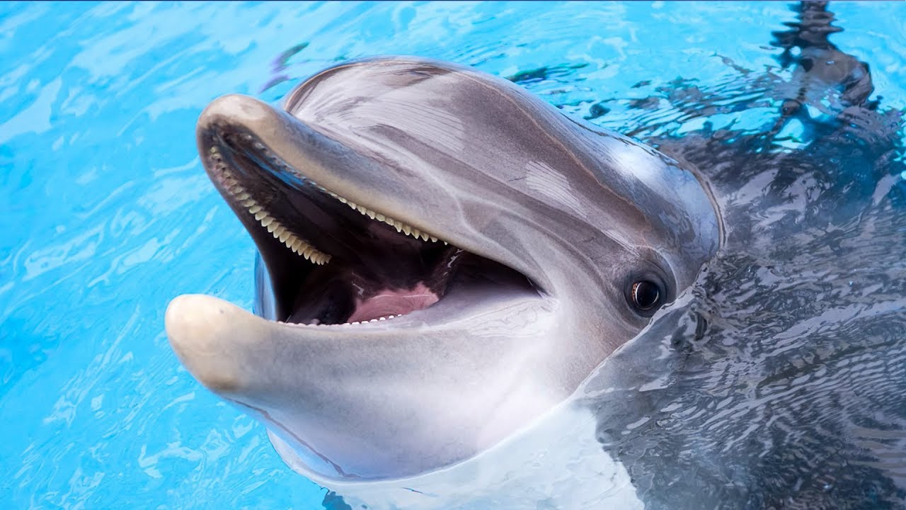 【今周刊】台灣鯨豚種類世界第一　護鯨行動迫在眉睫