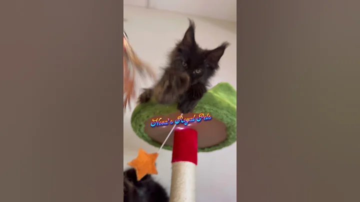 Watch the video about Magic cats 🐈‍⬛ Maine Coons for sale #florida #mainecoons ￼