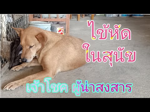 Helping dogs with measles/ โชคป่วยไข้หัด/31 พฤษภาคม ค.ศ. 2020