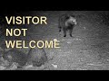 Raccoon Dog not welcome! - Ussuri Nyctereutes Procyonoides  (Marderhund / Mårhund)