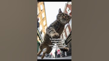 Generating AI cats with Dall-E 2 🐈  #shorts