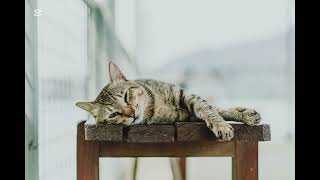 Snack Time - The Green Orbs