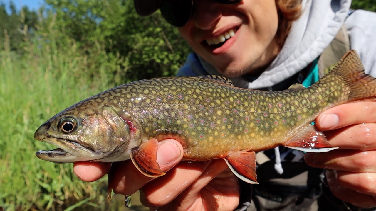 FLY FISHING HISTORIC LAWRENCE CREEK NATIVE BROOK TROUT CONSERVATION