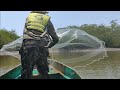 increible tilapias en el mar juntas con las lisas visitando agua milpa