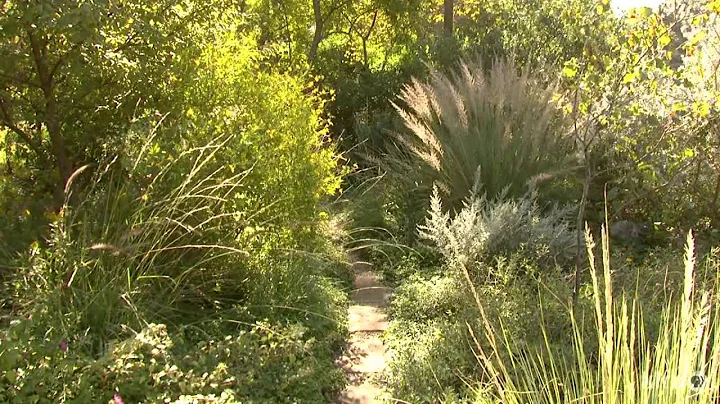 No lawn habitat makeover | Anne Bellomy | Central Texas Gardener