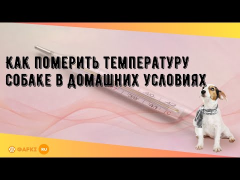 Как померить температуру собаке в домашних условиях