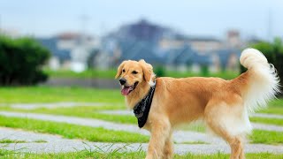 Golden Retrievers: A Heartwarming Breed  Why Do We Love Them So Much?