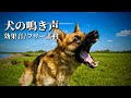 犬の鳴き声の効果音【唸り声/遠吠え/吠える/フリー素材/無料】