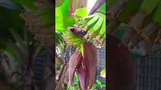 Tinitigan Ko May Bunga Ng Bago