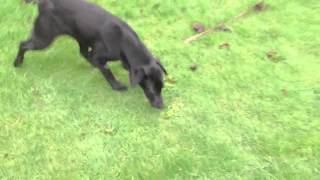 Finzi in full health playing in garden by Pete the Vet 2,179 views 11 years ago 1 minute, 20 seconds