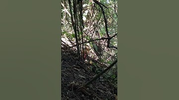 gà rừng mã vàng cực hay.qaib qus daj zoo nkauj