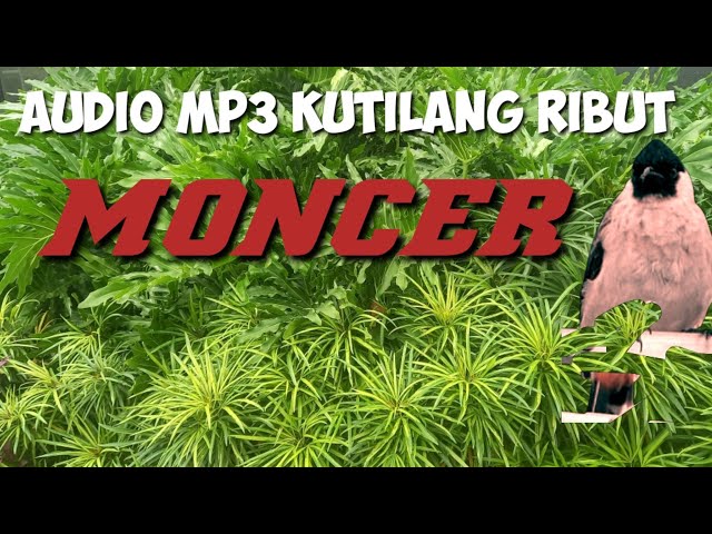 audio mp3 PIKAT KUTILANG RIBUT yang jauh BURUNG RIBUT AMPUH-vol 5 class=