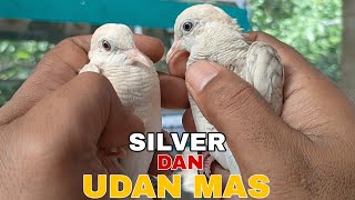 Cara Membedakan Perkutut Silver Dan Udan Mas