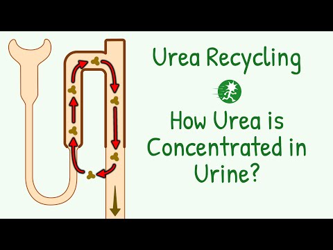 Urea Recycling | Role of Urea in Kidney | Urea Excretion | Urea Handling by Nephrons | Renal System