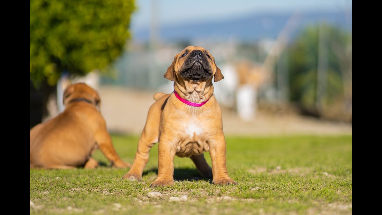 South African Mastiff Boerboel Puppies For Sale Youtube