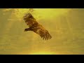 Leo Rojas - El Condor Pasa