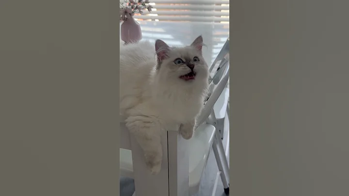 Watch the video about 💕 Siberian kitten Princess watch her dad play darts making little chirping noises 💕