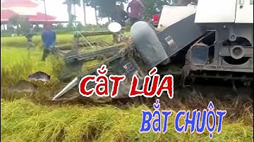 Theo máy cắt lúa bắt chuột gặp cảnh này | Cutting rice to catch field mice | HƯNG MIỀN TÂY VLOG #137