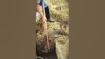 Easy way to clean gutters with simple tools #shorts