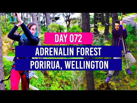 DAY 72 🌲 Adrenalin Forest in Porirua, Wellington - New Zealand Travel