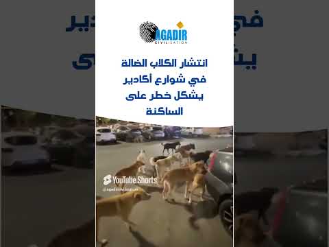 انتشار الكلاب الضالة في شوارع اكادير