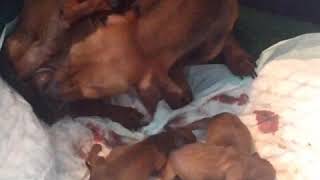 How to help a dachshund give birth