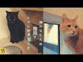 階段下の猫スペース 猫と人間のトイレを階段下にまとめて快適に使う