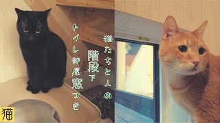 階段下の猫スペース 猫と人間のトイレを階段下にまとめて快適に使う
