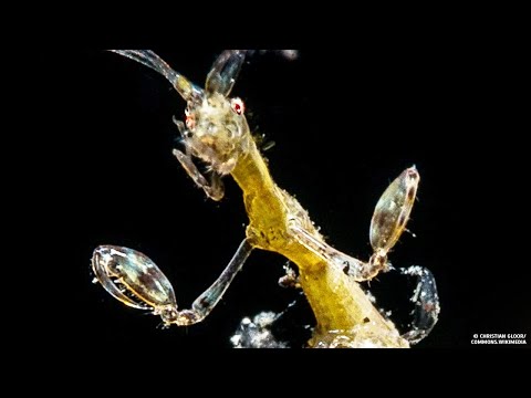 Video: Iguane marine: foto, dimensioni, abitudini, curiosità