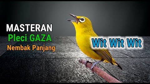 Masteran Pleci GAZA Nembak Wit Wit Wit Panjang