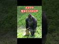 Kiyomasa is good at laying out cloths.【東山動物園ゴリラ】 #gorilla #higashiyama