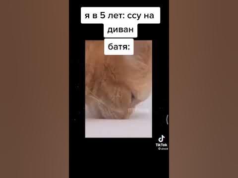 Батя с котом мем