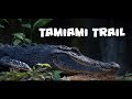 Bird and Wildlife photography along Tamiami Trail, Big Cypress National Preserve, Florida