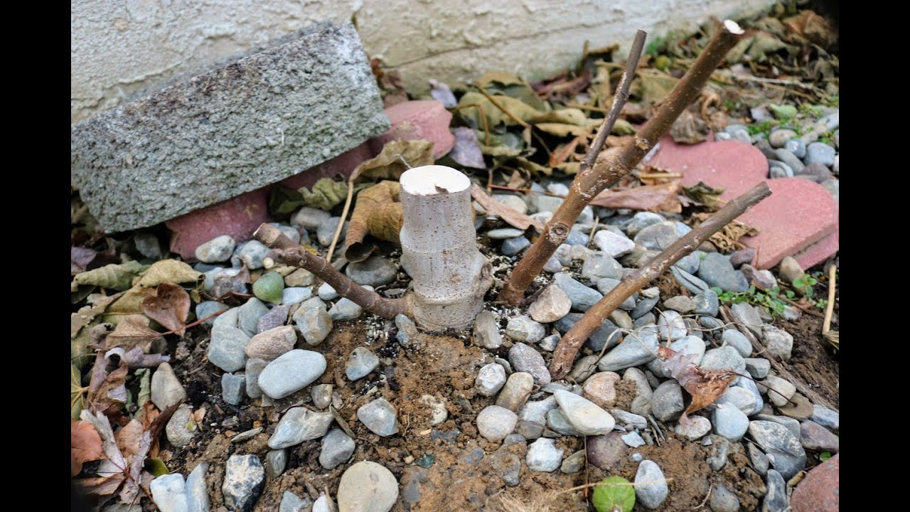 Pruning In Ground Fig Trees: The Hard Prune - YouTube