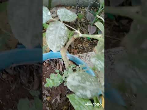 من يريد تعقيل الورد الجوري بنسبه نجاح 100 يشترك بلقناه