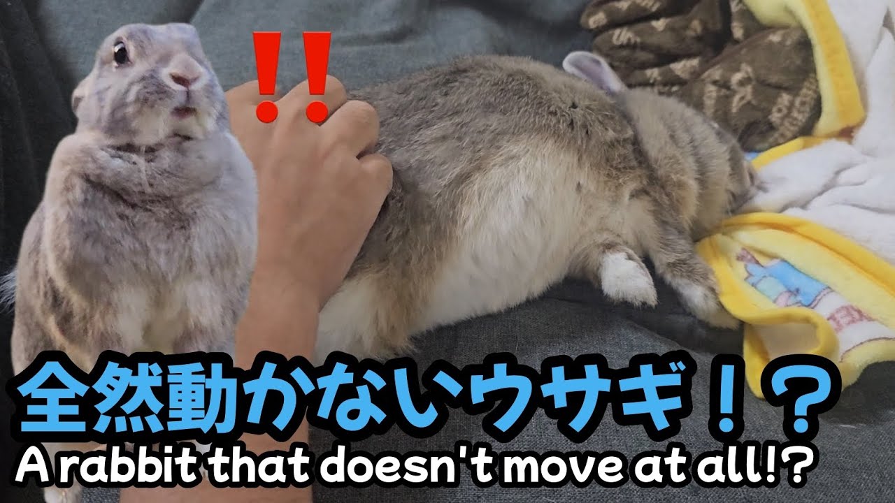 A rabbit that isn't moving at all!?【1291】365 days rabbit - YouTube