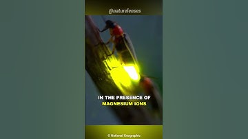 How Do Fireflies Glow Up?