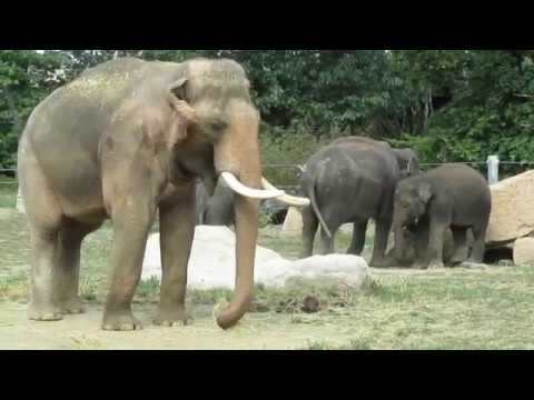 Video: Jak Vzít Do Péče Divoké Zvíře V Zoo