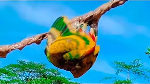 Lama Gak Mikat Burung Serindit, Pas Mikat Gak Lama