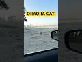 Oiiaa oiiaa cat