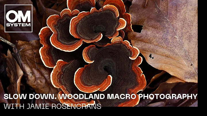 Slow Down. Woodland macro photography. Olympus E-M...