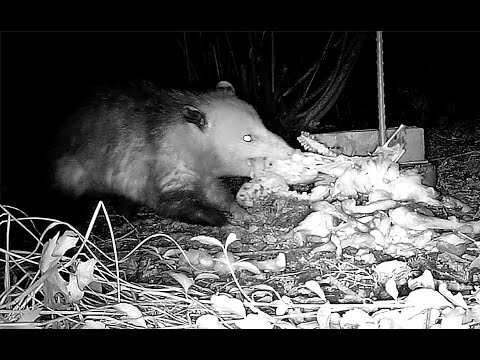 Opossum Eating Food Stash Caught on Trail Camera