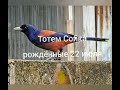 Тотем Сойка рождённые 22 июля