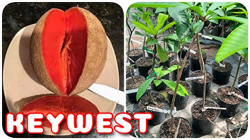 Keywest Cây Hồng xiêm ruột đỏ khổng lồ| 0386569374 - Ngọc Ngân Bến Tre | Chuyên cây độc lạ