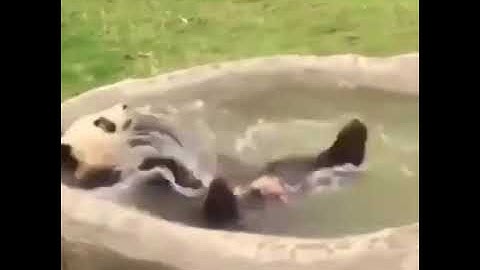 Really, how can pandas survive in the wild