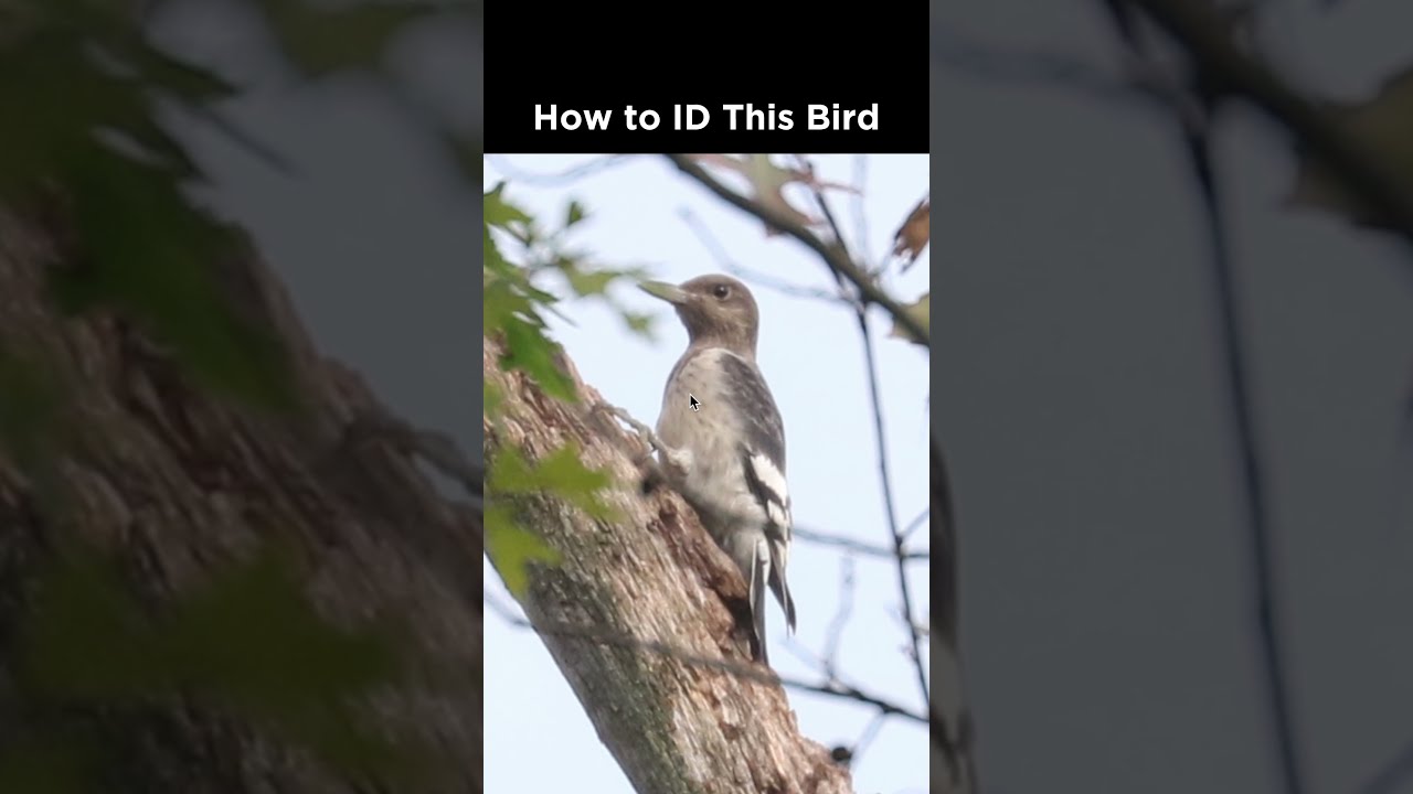 Can You Identify This Woodpecker 