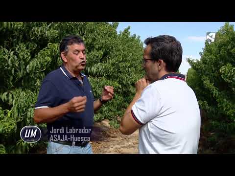 Video: Podredumbre Gris De Los Cultivos De Frutas De Hueso