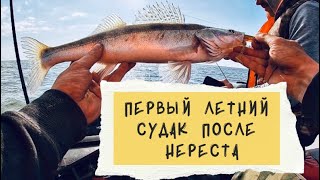 Первый летний судак после нереста